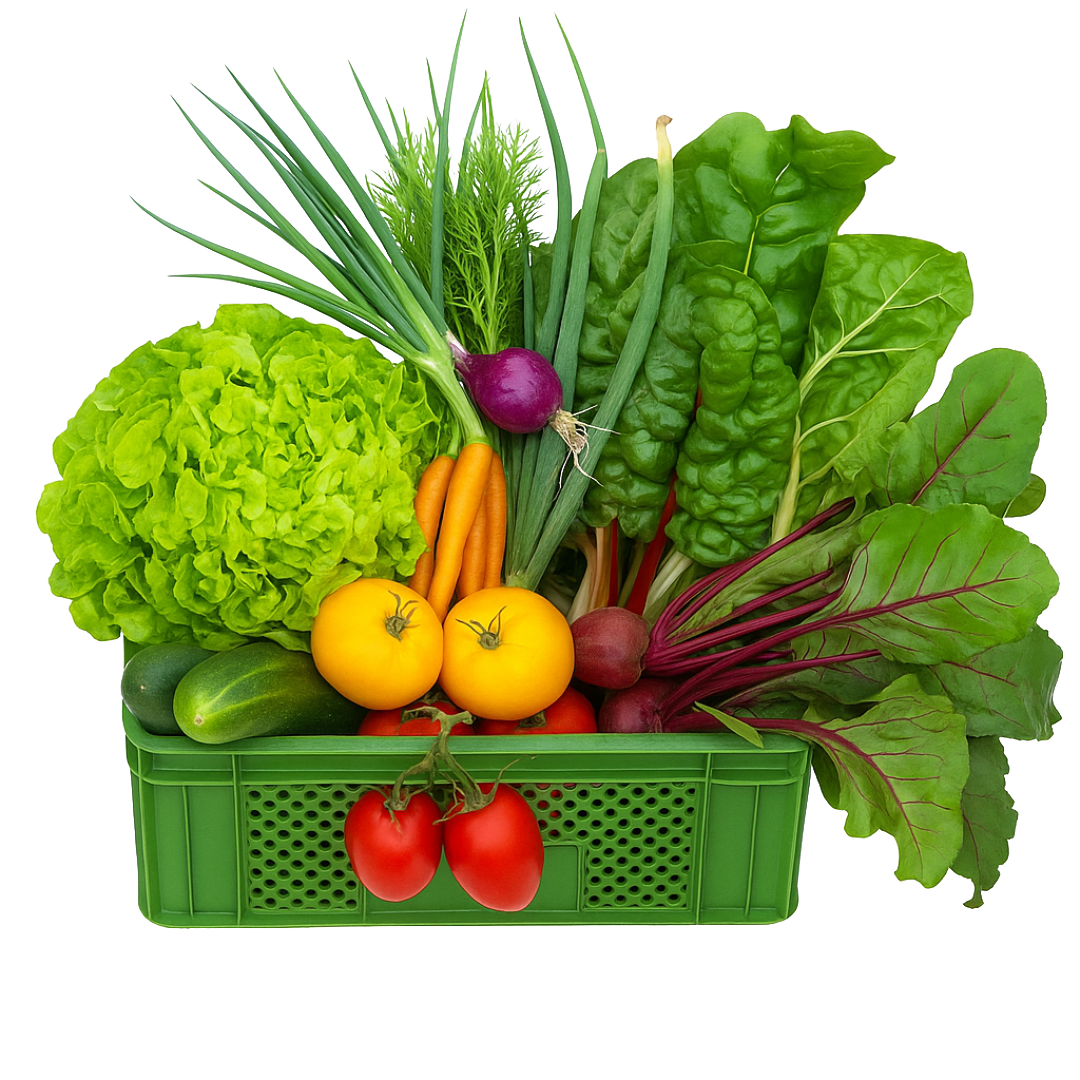 Solibox gemüsekiste gemüse Box