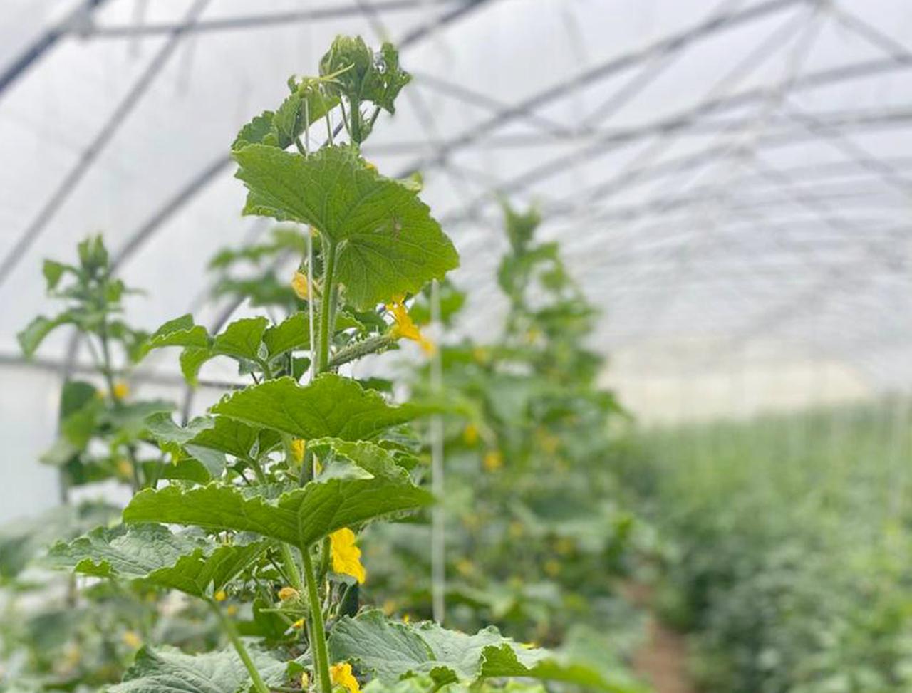 Zucchini Auf Dem Feld
