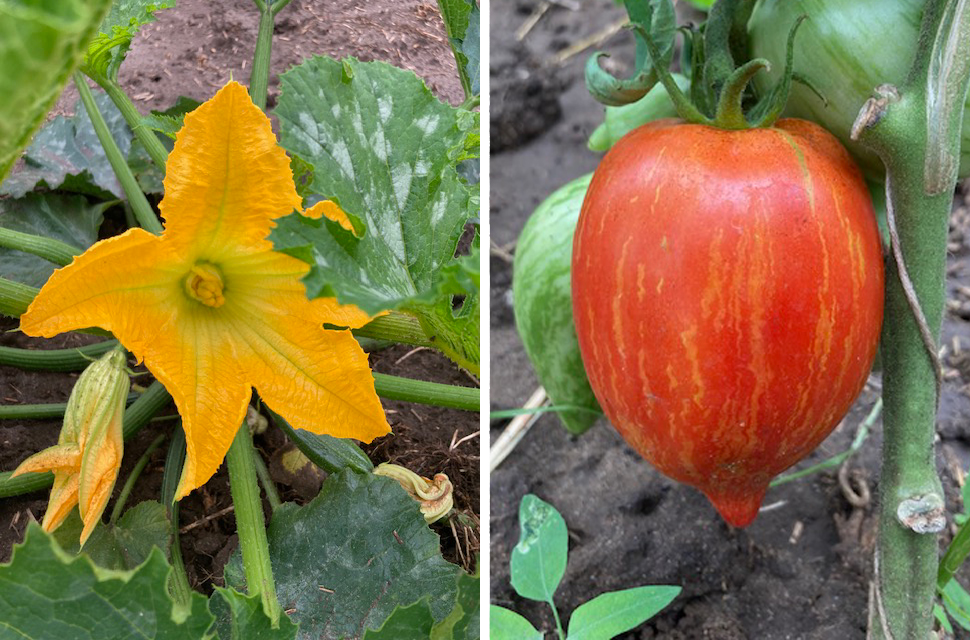 Zucchiniblüte und Tomate