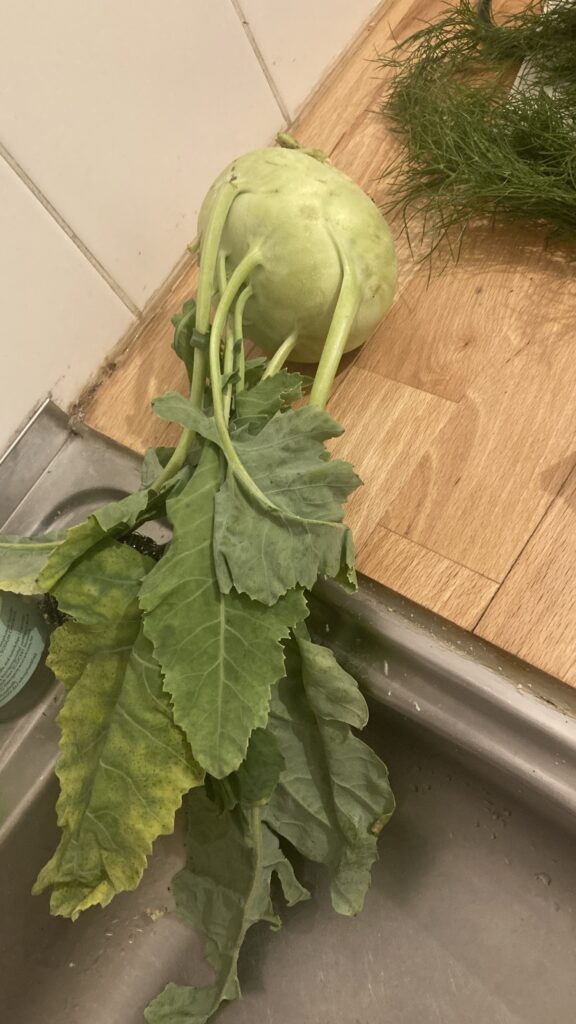Salam Kohlrabi