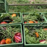 Solibox Kiste Gutschein