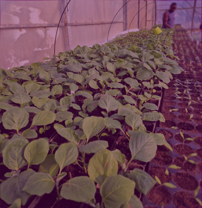 Working In Green House 1
