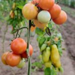 Bio Tomaten Zechin
