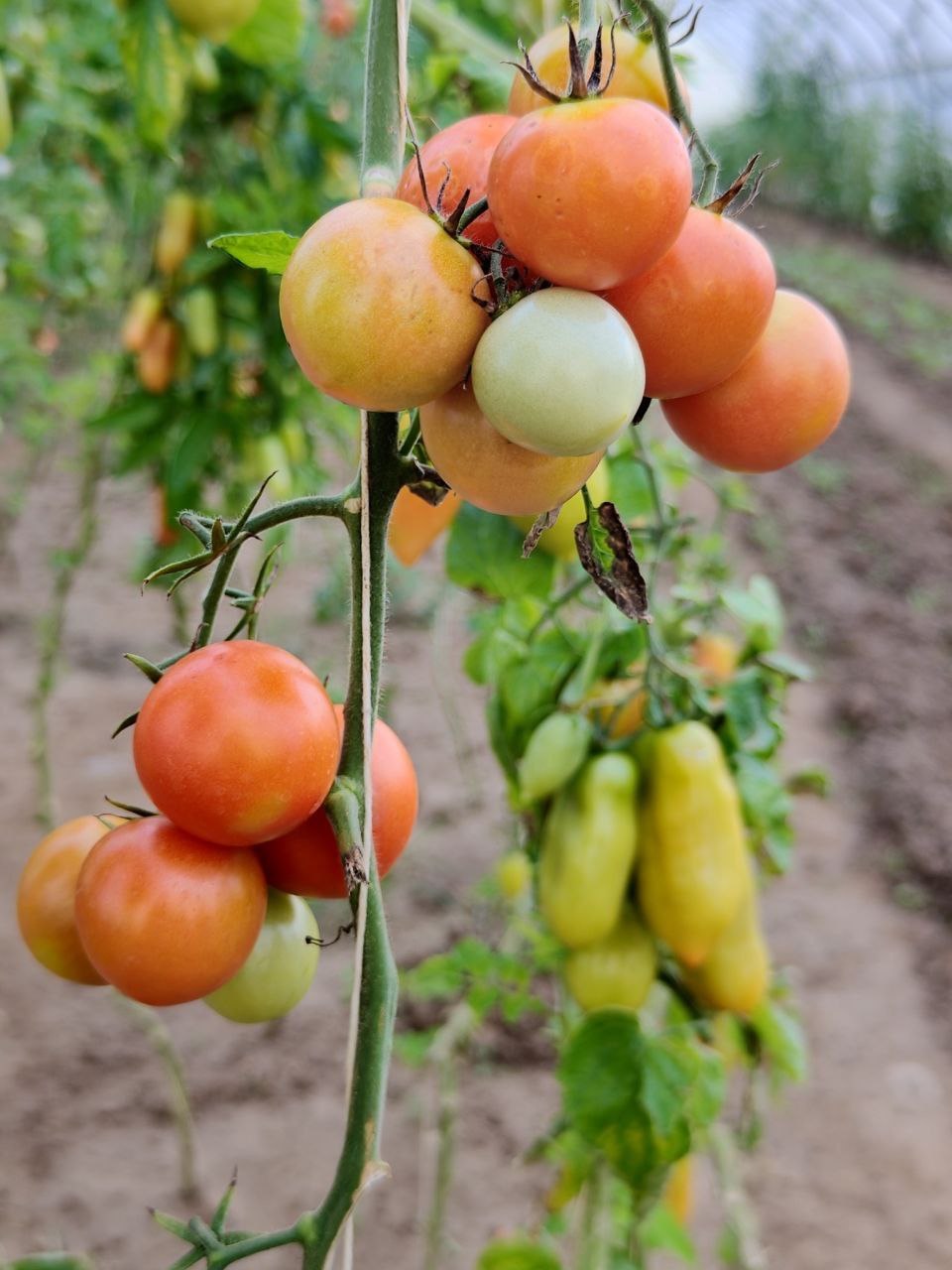 Bio Tomaten Zechin